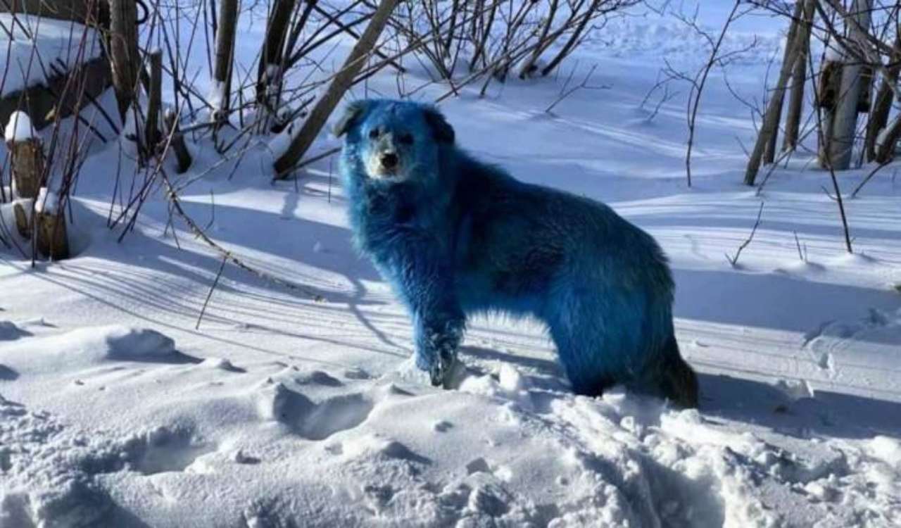 Cani blu in Russia