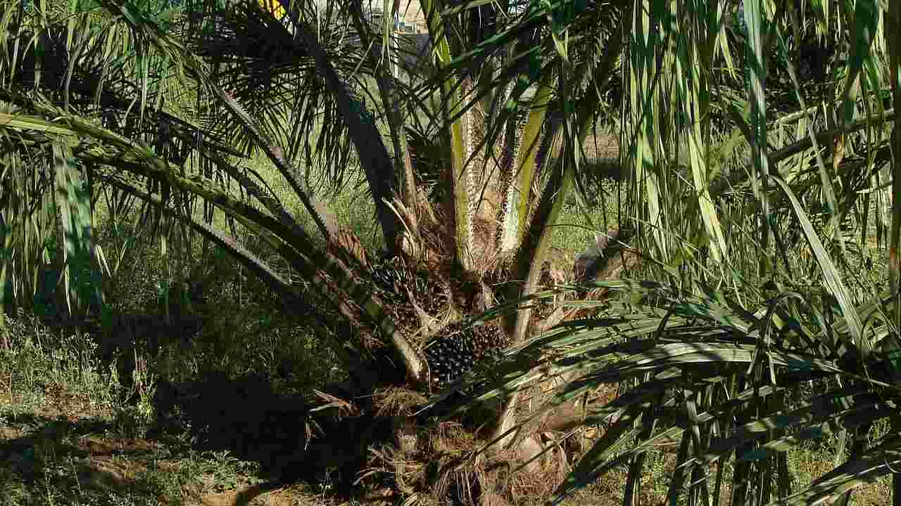 WWF, soia, olio di palma e allevamento causano deforestazione