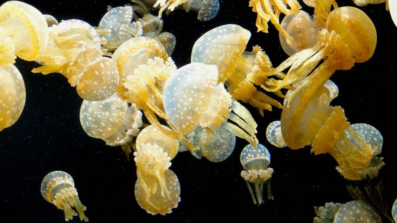 Invasione meduse