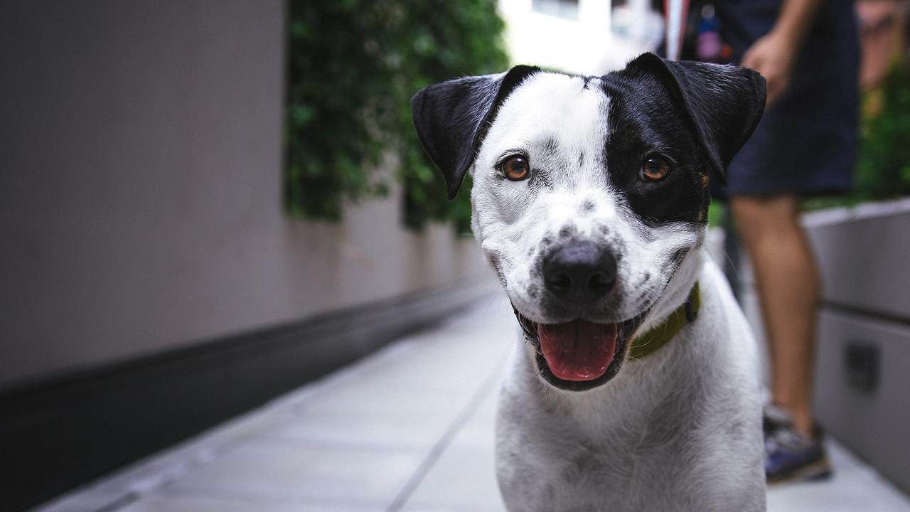 PosteMobile in offerta il servizio IoT per animali domestici fino al 25 settembre