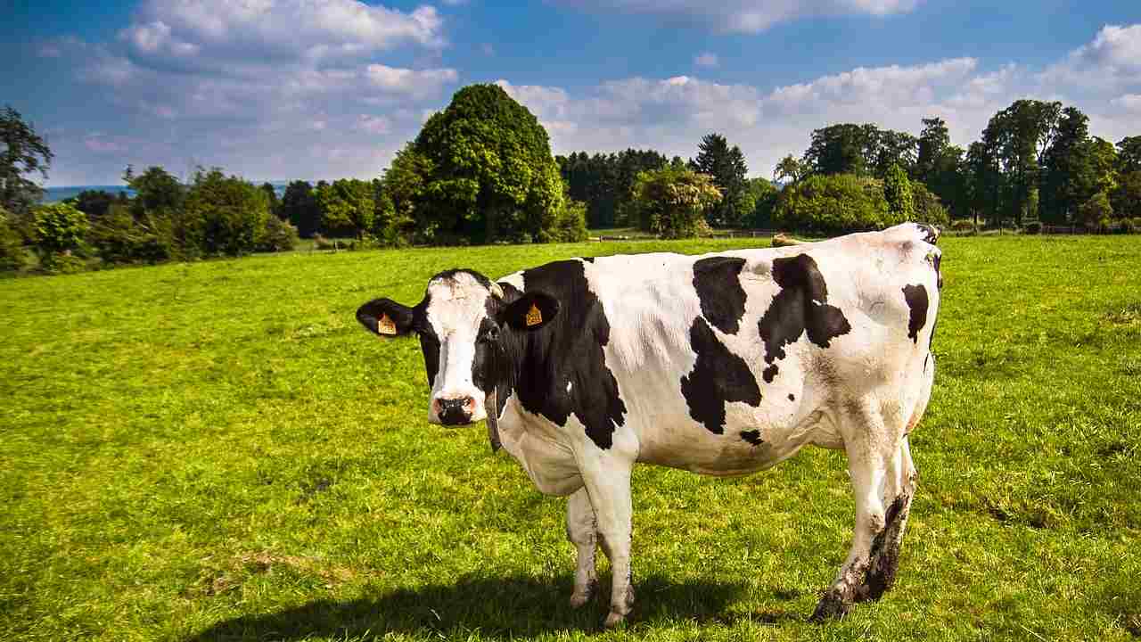 Un integratore alimentare per le vacche da latte riduce la produzione di metano