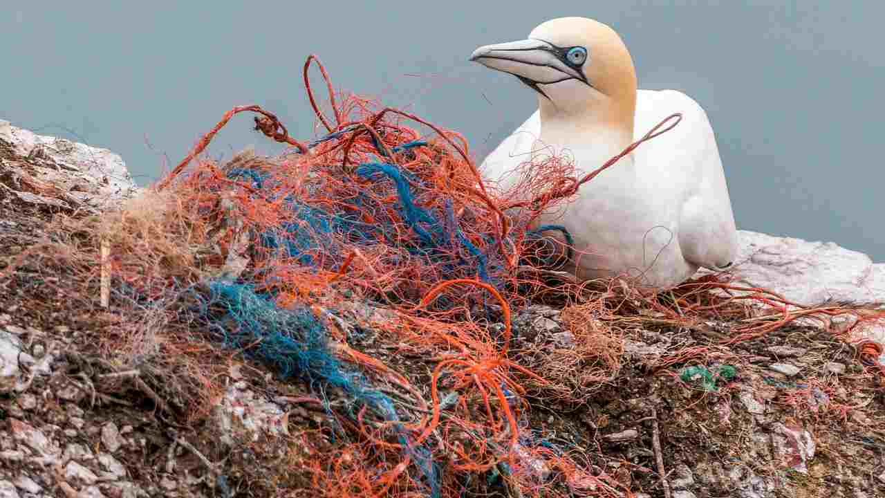 Legambiente: “E' ancora allarme plastica nel Mediterraneo”