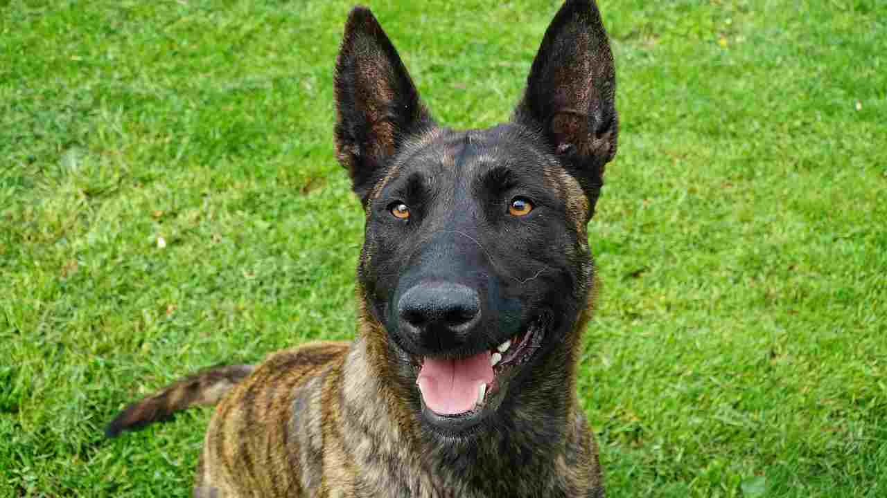 Sapevi che è possibile adottare un cane poliziotto?