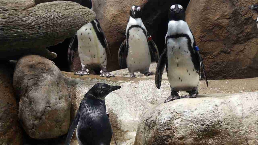 In Sudafrica uno sciame d'api ha ucciso 63 pinguini - Vimarsana News