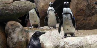 pinguini africani