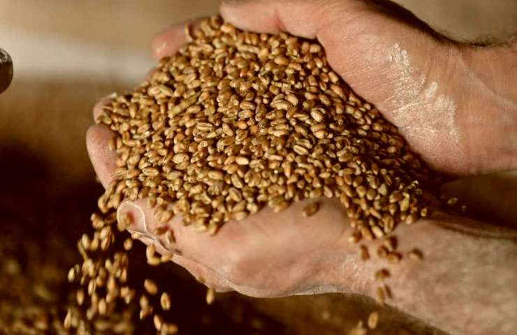 grano