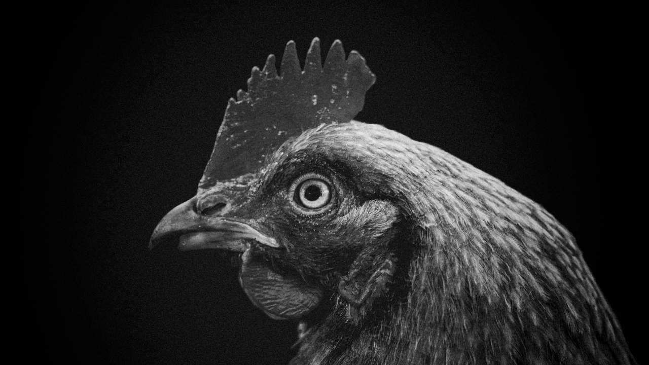 uova galline gabbia supermercato