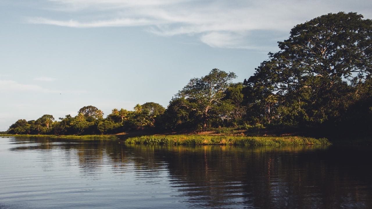 L'Amazzonia disboscata dalla soia: Greenpeace blinda l'hub europeo