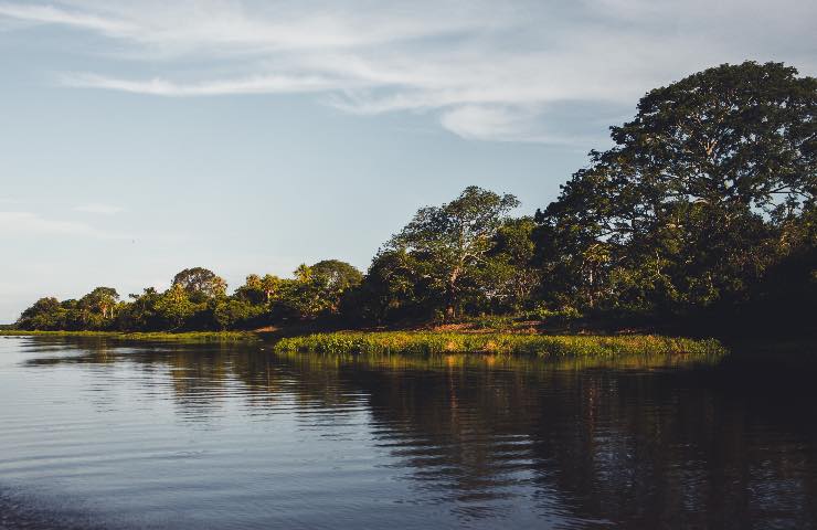 L'Amazzonia disboscata dalla soia: Greenpeace blinda l'hub europeo