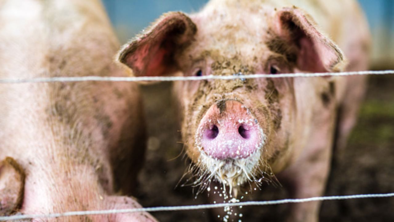 peste suina roma zona rossa