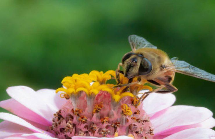 Biodiversità ape