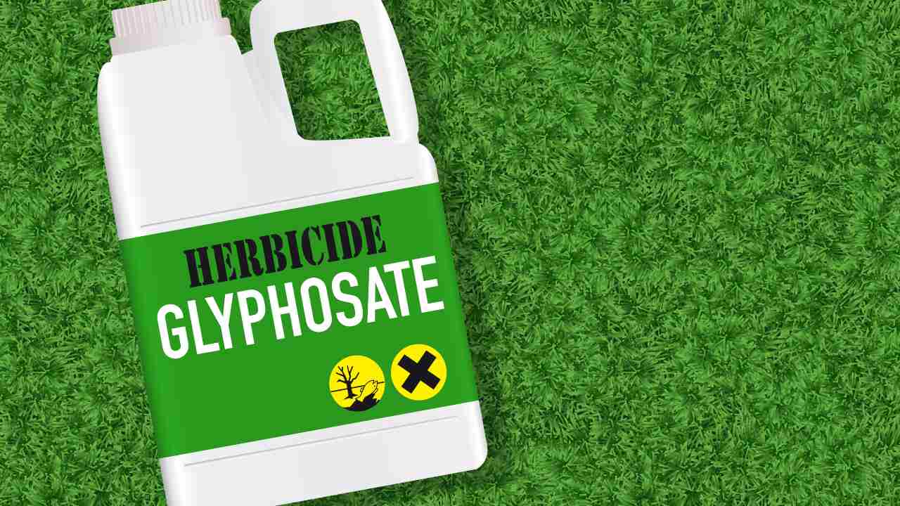 glifosato
