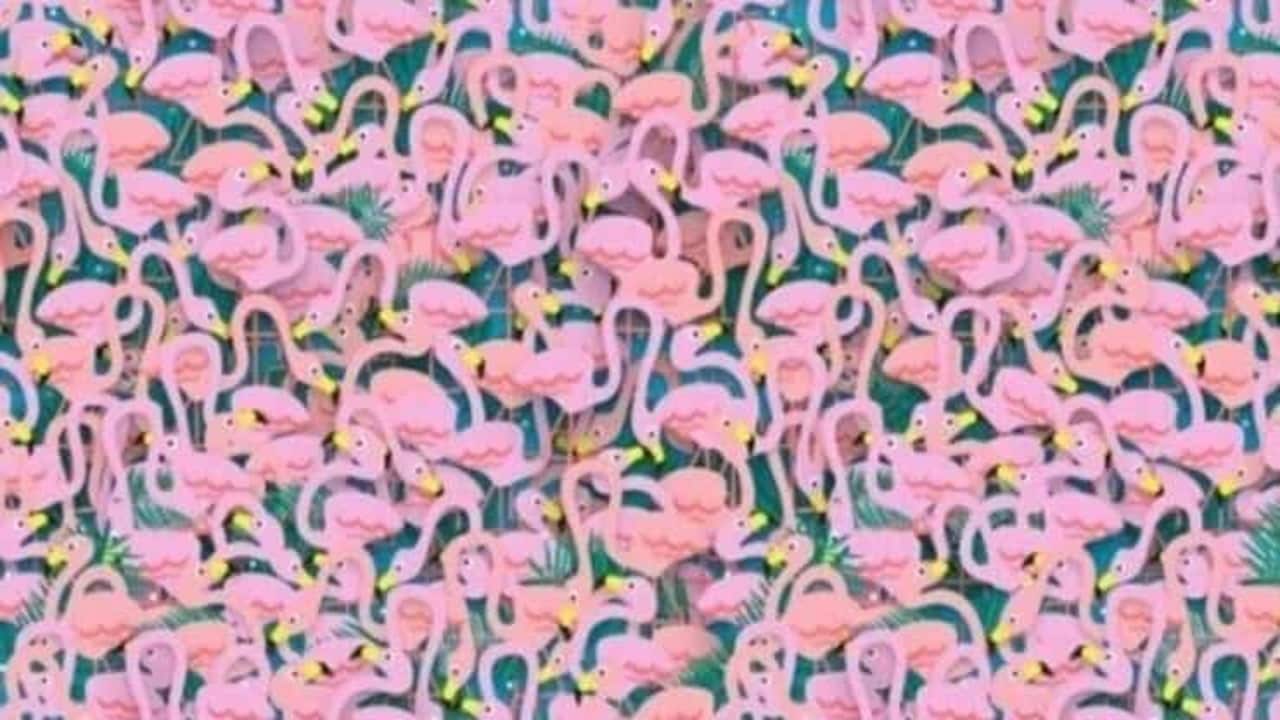 Test trova l'intruso nell'immagine