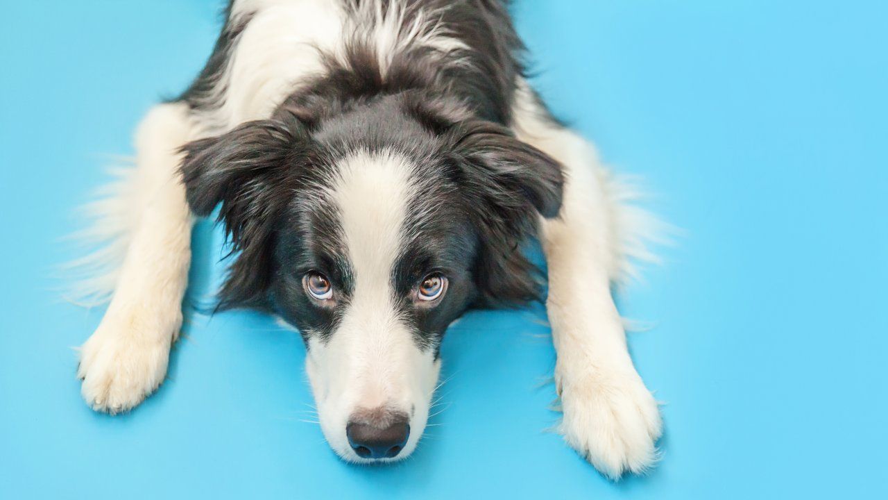 cane affidamento in caso di separazione