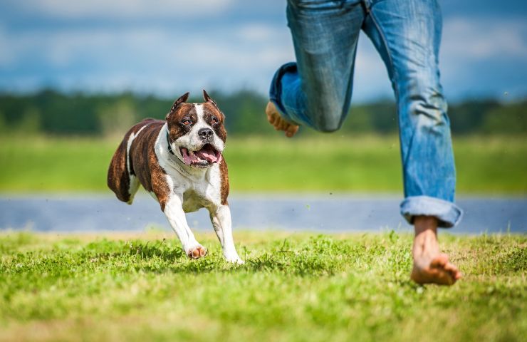 cane affidamento in caso di separazione