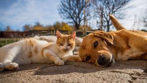 cani gatti abbandono costi