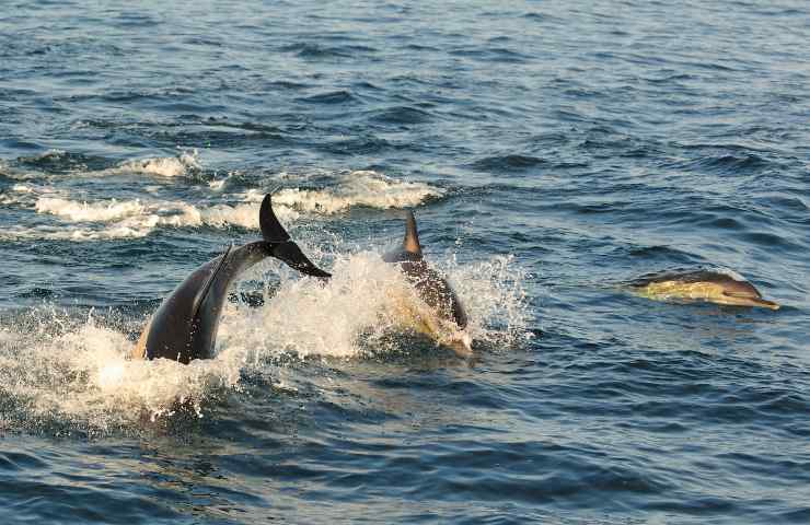 caccia alle balene Islanda