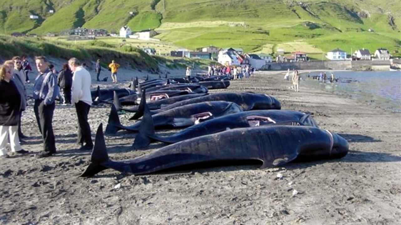 caccia alle balene Islanda