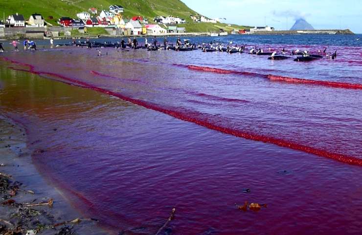 caccia alle balene Islanda