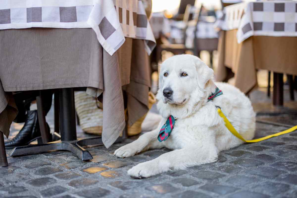 cane legato ad un tavolo di un locale